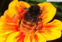 Bombus pyrosoma
