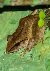 Craugastor raniformis