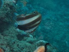 Coradion melanopus