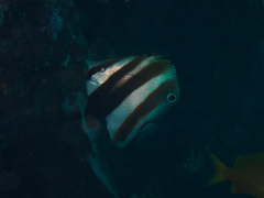 Coradion melanopus