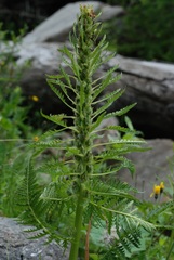 Pedicularis foliosa