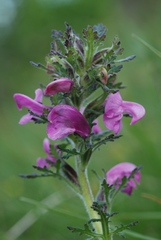 Pedicularis gyroflexa