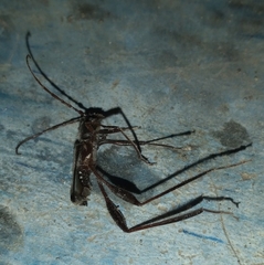 Euryscelis suturalis
