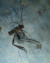 Euryscelis suturalis