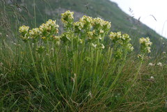 Pedicularis tuberosa