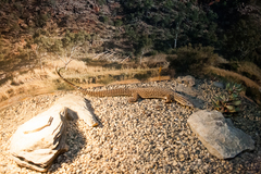 Varanus acanthurus