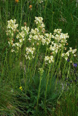 Pedicularis tuberosa