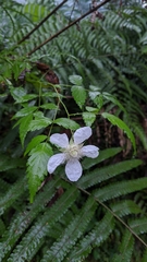 Rubus linearifoliolus