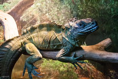 Hydrosaurus pustulatus