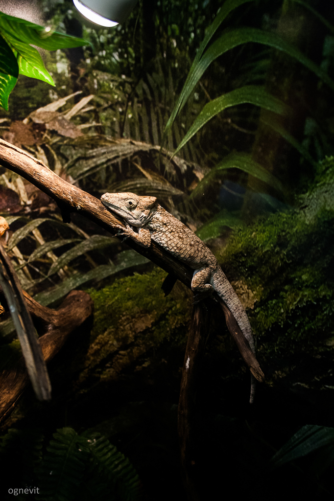 Oriente Bearded Anole