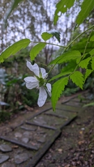 Rubus linearifoliolus