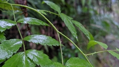 Rubus linearifoliolus