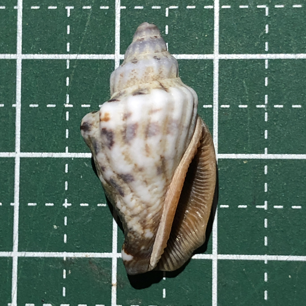 Labiate Stromb