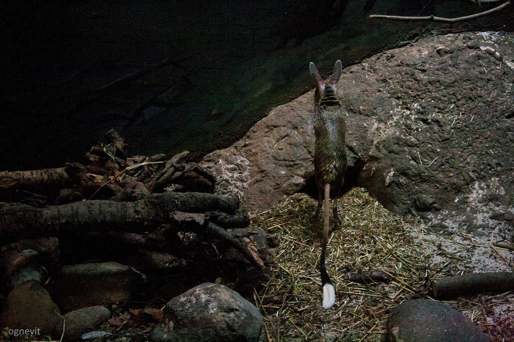 Long-eared Jerboa