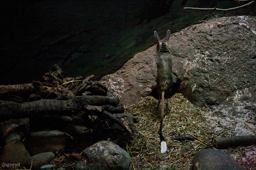 Long-eared Jerboa