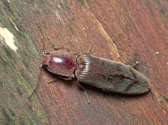 Stenagostus rhombeus