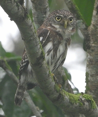 Glaucidium peruanum