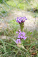 Verbena intermedia