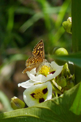 Aricoris indistincta