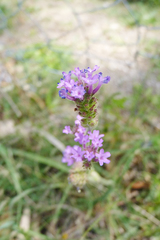 Verbena intermedia