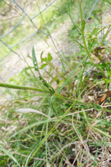 Verbena intermedia