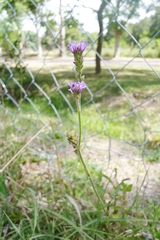 Verbena intermedia