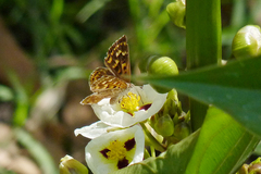 Aricoris indistincta