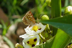 Aricoris indistincta