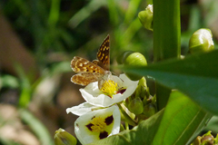 Aricoris indistincta