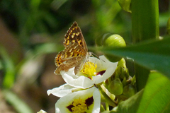 Aricoris indistincta