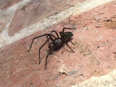 Segestria florentina