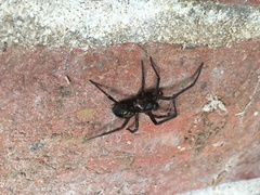 Segestria florentina
