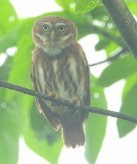 Glaucidium peruanum