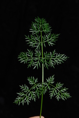 Peucedanum austriacum