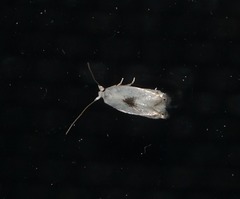 Opostegidae