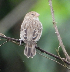 Sporophila telasco