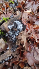 Craterellus cornucopioides