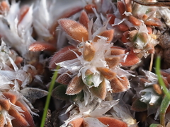 Paronychia macrosepala