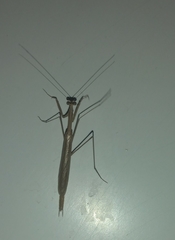 Musonia remota