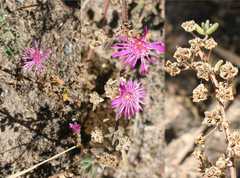 Drosanthemum ambiguum