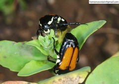 Campsiura mirabilis