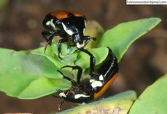 Campsiura mirabilis
