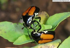 Campsiura mirabilis