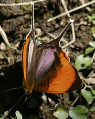 Marpesia marcella valetta