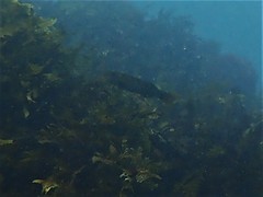 Olisthops cyanomelas