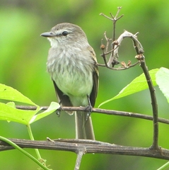 Myiophobus crypterythrus