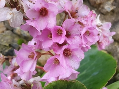Bergenia
