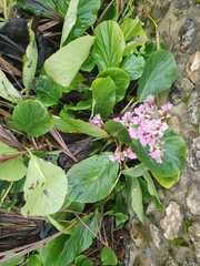 Bergenia