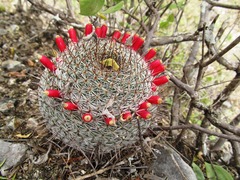 Mammillaria haageana conspicua