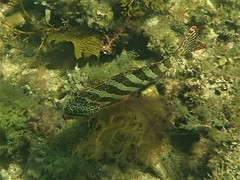 Goniistius rubrolabiatus